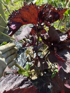 健康野菜 赤しそ 抜き苗 10株 オマケ 青しそ1株