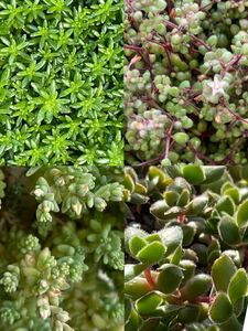 たに多肉植物 セダム 4種 グランドカバー 寄せ植え 雑草対策 抜き苗