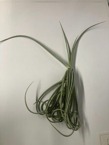 ドゥラティ デュラティ エアプランツ チランジア Tillandsia ティランジア エアープランツ　