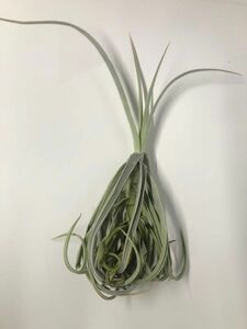 ドゥラティ デュラティ エアプランツ チランジア Tillandsia ティランジア エアープランツ　