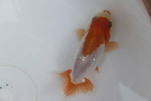 * special selection *. peace 5 year production beautiful .. pattern . tail tube. fat fn tongue. .. golgfish..9cm degree 