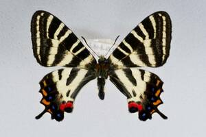  domestic production butterfly specimen Hiroshima prefecture Ono-cho gi borderless .u!!!