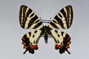  domestic production butterfly specimen Yamaguchi prefecture . higashi block gi borderless .u!!!