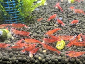 [ yellow . medaka ] domestic production red mi Nami freshwater prawn 30 pcs +α. shrimp 