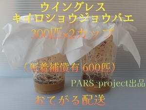 （合計600匹）キイロ ショウジョウバエ 300匹×2カップ （餌用ショウジョウバエ）