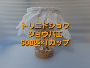 HTYA（条件付死着補償有 500匹）トリニドショウジョウバエ （餌用ショウジョウバエ）