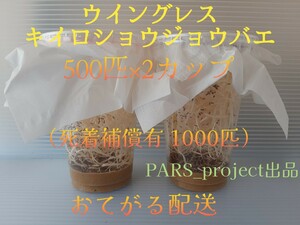 （1000匹 ） ウイングレス キイロショウジョウバエ 500匹×2カップ （餌用ショウジョウバエ）