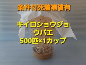 （500匹）キイロショウジョウバエ 500匹×1カップ（餌用ショウジョウバエ）