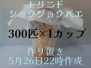 （地域限定発送：関東甲信越北陸・中部・近畿）トリニドショウジョウバエ　300匹 （餌用ショウジョウバエ）