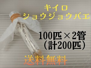 （27日のみ発送）キイロショウジョウバエ　　　200匹 （餌用ショウジョウバエ）