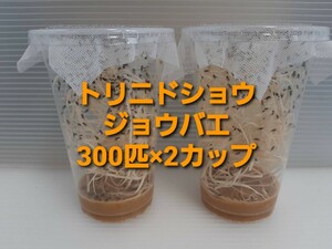 (300 шт ×2 cup )tolinidoshoujoubae( приманка для shoujoubae)