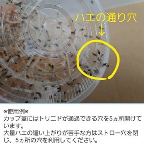 （500匹）トリニドショウジョウバエ 250匹×2カップ （餌用ショウジョウバエ）の画像2