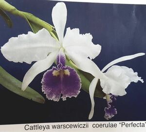 (^。 ^)(488) C. warscewiczii coerulea x sib ('Perfecta' x 'Hsinying')