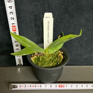 (^。 ^)(228)Aerangis citrata