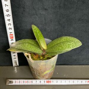 (^。 ^)(260)Phal. Pinlong Cheris,斑入り葉