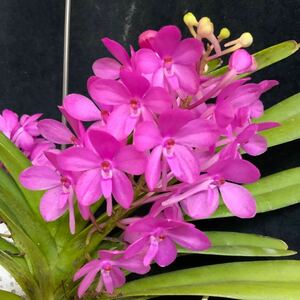 (^。 ^)(281)Vanda Putite Bouquet