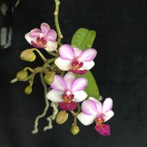 (^。 ^)(282) Phal. Liu's Berry ‘M’_画像1