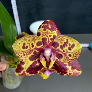 (^。 ^)(312) Phal. GW Green World 'Snakeskin' (Tying Shin Wonder x Haur Jin Princess)