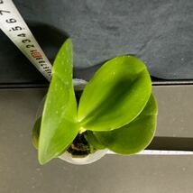 (^。 ^)(342)Phal. KS Super Zebra ‘84’, 香りあり_画像4