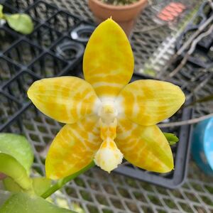 (^。 ^)(417)洋蘭, Phal. Yaphon Yellow Bomb (Fragrant, MC)