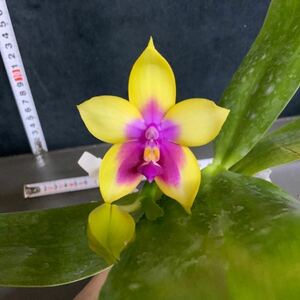 (^。 ^)(435) Phal. Miki Mok Choi Bear Queen '721'