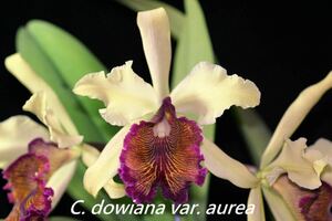 (^. ^)(496) C. dowiana v. aurea (3N)