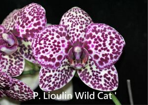 (^。 ^)(310) Phal. Lioulin Wild Cat 'Wildcat'