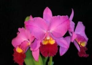 (^。 ^)(487) Rlc. (Pot.) Perfect Choice 'Purple Lady' BM/JOGA