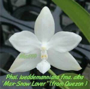 (^。 ^)(431)洋蘭原種,lueddemanniana fma.alba 'Max-Snow Lover', 芳香あり