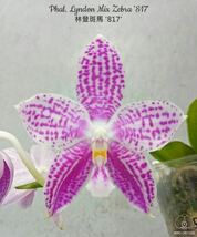 (^。 ^)(252)Phal. Lyndon Mix Zebra ‘817’_画像1