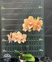 (^。 ^)(308) Phal. Younghome Walle '06139'_画像2