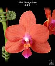 (^。 ^)(318)Phal. Orange Baby_画像1