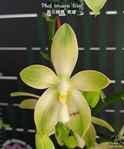 (^。 ^)(345)Phal. tetraspis ‘Wisp’,