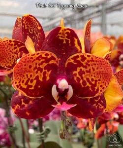 (^。 ^)(410)Phal. GC Reyoung Lava