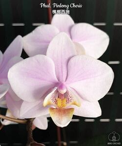 (^。 ^)(474)Phal. Pinlong Cheris,斑入り葉