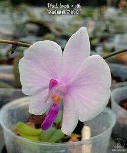 (^。 ^)(475)Phal. lowii x sib