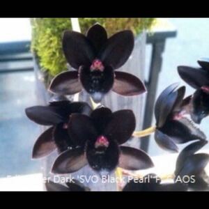 (^。 ^)(499)Fdk. After Dark ‘SVO Black Pearl‘ FCC/AOS