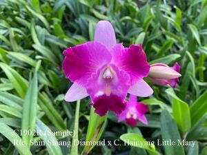 (^。 ^)(481) Rlc. Shin Shiang Diamond X C. Hsinying Little Mary