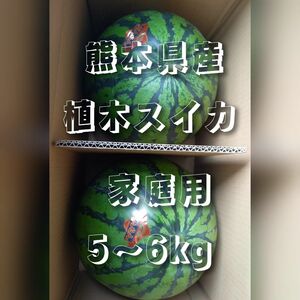 熊本県産植木スイカ　家庭用2玉入り(1玉5～6kg程度)