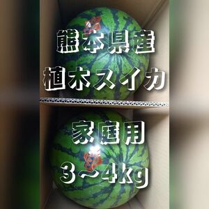 熊本県産植木スイカ　家庭用2玉入り(1玉3～4kg程度)