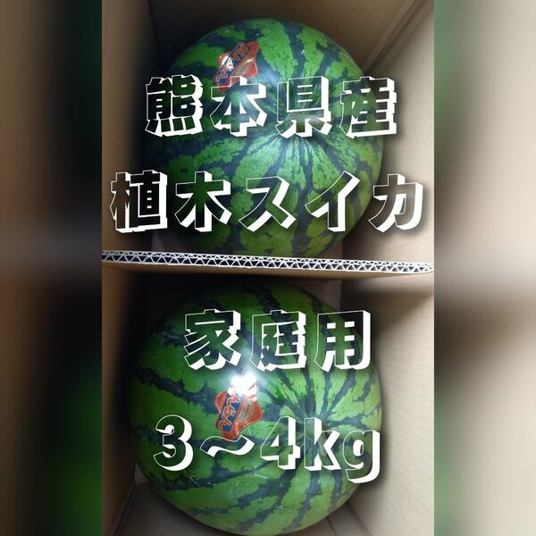 ラスト1箱価格！熊本県産植木スイカ　家庭用2玉入り(1玉3～4kg程度)