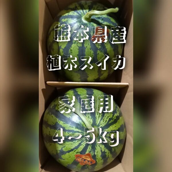 熊本県産植木スイカ　家庭用2玉入り(1玉4～5kg程度)