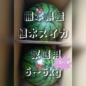 熊本県産植木スイカ　家庭用4玉入り(1玉5～6kg程度)