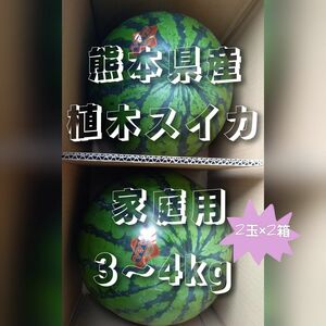 熊本県産植木スイカ　家庭用2玉入り×2箱(1玉3～4kg程度)
