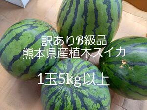 限定1箱熊本県産植木スイカ　大玉B級品家庭用2玉入り(1玉5kg以上)