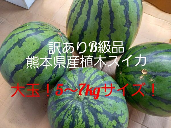 熊本県産植木スイカ　B級品家庭用2玉入り(1玉5kg以上)