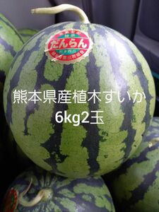 熊本県産植木スイカ　大玉家庭用2玉入り(1玉6kg程度)