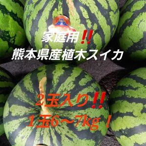 熊本県産植木スイカ　家庭用2玉入り(1玉6～7kg程度)