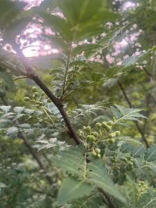 山椒の実　天然