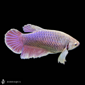 [ animation ] female betta (b9166) Thai production tropical fish Dumbo white silver purple 